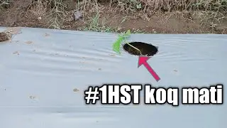 PENYEBAB TANAMAN CABE RAWIT 1HST BANYAK YANG MATI