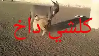 سبحان الله خروف يرضع من ثدي حمار