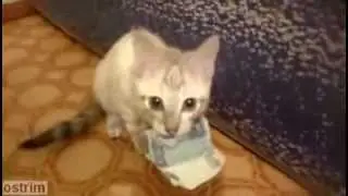 Жадный до денег котенок
