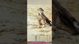 #viral#trendingshorts