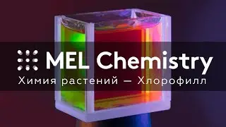 Эксперимент «Хлорофилл» из набора «Химия растений»
