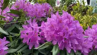 The Great British Flower Show