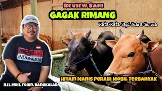 Review Koleksi Sapi GAGAK RIMANG || Full Amunisi