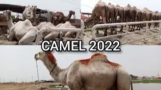 Camel Mandi | Qurbani 2022 | Bakra Eid | Shah Pur Kanjra | Camel Qurbani