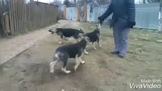 Щенки на продажу кобели