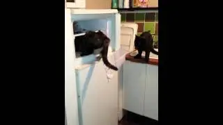 Chat intelligent drôles