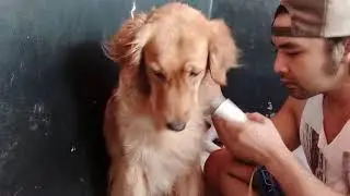 pengeringan babymoon and jezzyca #Goldenretriever#americanstefordterirr#golden retriever