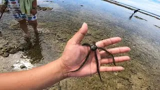 PATATAOB