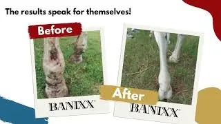 Does your horse have Skin Infections or Injuries? Watch This & Get Banixx!