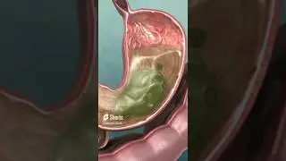 What is the role of mucus in the stomach?