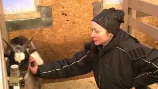 TEST.TV: Карликовые нигерийские козы - сверхполезные милашки.