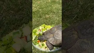 Yemek Zamanı🐢🥗 #shorts #kaplumbağa #tiktok
