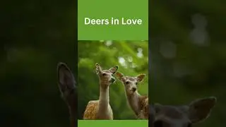 beautiful Deer's pair #ytshorts #deer
