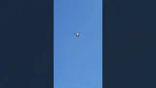 Tamosha kabutar ishqibozlari uchun bitta laykka arzisa bosib qoʻyeylik