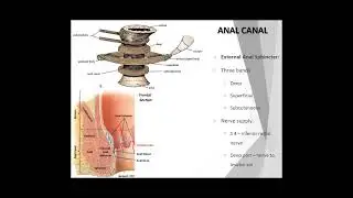 18 April, 2020 Anal canal