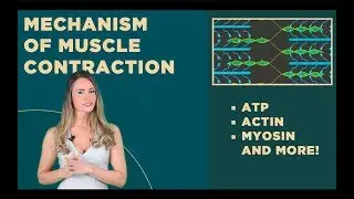 Muscle Contraction: ATP, Actin, Myosin