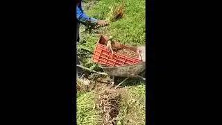 Cosechando cacahuate entre el maguey