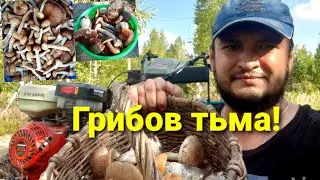 Сбор грибов 2021. Белые, опята и другие грибы! Встретил змею
