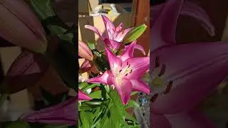 #лилия #лилии #садовыецветы #flowers #садовод #garden #цветывгоршке #июнь #краснодарскийкрай #2024