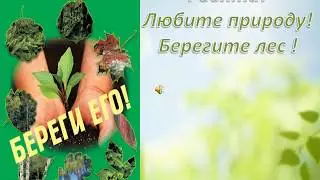 Зеленый щит земли   лес  Леса Северной Осетии