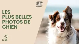 Les plus belles photos de chien