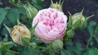 Japanese rose Senlitsu