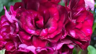 Ivy Geranium PELARGONIUM in my garden in LONDON. Fountain of Flowers.