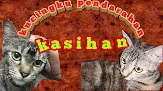KUCING MELAHIRKAN TIGA ANAK LUCU | BERDARAH