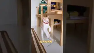 How scared it was |  funny animals | #petvideos  #funnyanimalvideos