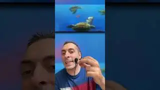 TEORIA DEL COMPLOTTO TRA OCEANIA E ALLA RICERCA DI NEMO, HAI MAI PENSATO CHE PROPRIO QUELLA.....