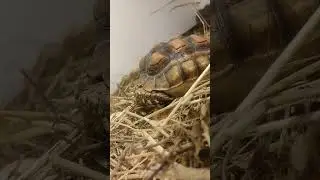 Kura-kura Sulcata ❌ Lagu Lato-lato #tortoise #turtle