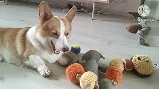 #036DAILY ROUTINE CORGI DOG/BONDING/PLAYFUL#corgi#funny #everyone#youtubevideo