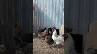 Люйкеданьцзи- китайские куры 🖤