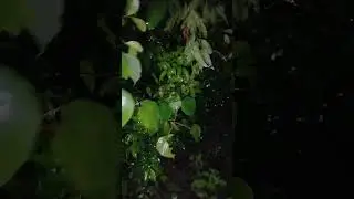 WALKING AT NIGHT #walking #nightwalk #rain #nature #naturelovers