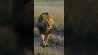 #Asiatic lion#animals #wildlife #shorts #youtubeshorts #trending #viralvideo #shortsfeed