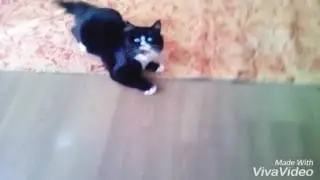 Жизнь моего кота