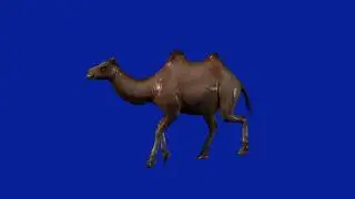 green screen animal-camel