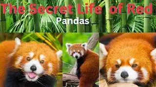 Red Panda Nature's Cuddly Acrobat