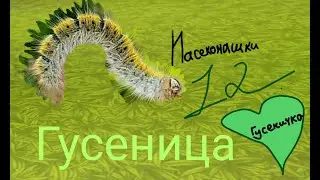 НАСЕКОМАШКИ 12. Нежная мохнатая гусеница Инкогнито. Моя встреча с гусеницей в Дивногорье #гусеница