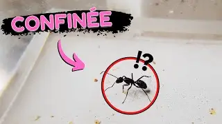 I isolated 4 ants from their colony? Colonial odor in Camponotus vagus!