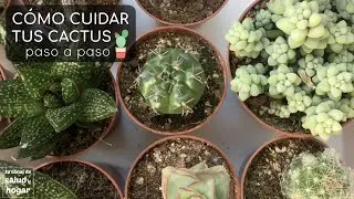Cómo cuidar un cactus