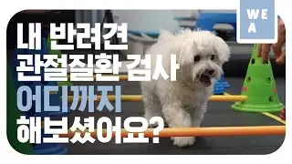 재활전문동물병원의 검사?! [위아 17화]