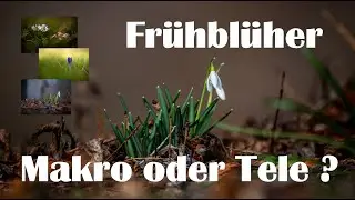 Landschaftsfotografie | Frühblüher - Makro oder Tele ?