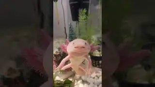 Самая лучшая еда для аксолотля 