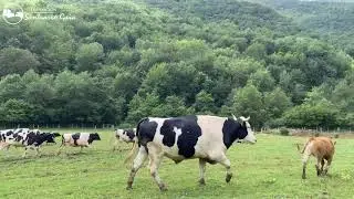 Vacas y terneros saltan de felicidad en Fundación Santuario Gaia