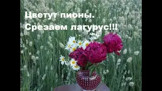 Удачный эксперимент! Срезаем лагурус рано!!
