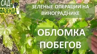 Первая зеленая операция на винограде - ОБЛОМКА ПОБЕГОВ