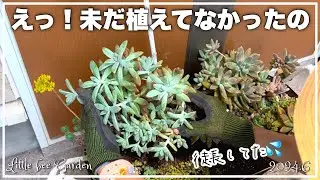 [Succulents] Finally planted [Gardening]