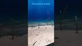 Угорь песчаный, Игла - зебра🐛
