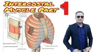 Intercostal muscle part 1